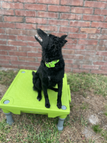 Biothane Buckle Dog Collar (Color: Green, size: XSmall 10-12 inches)